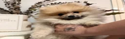 Pomeranian dogs for sale: Tiny Teddy Bear Pomeranian Boys KC Lines - Advert 2