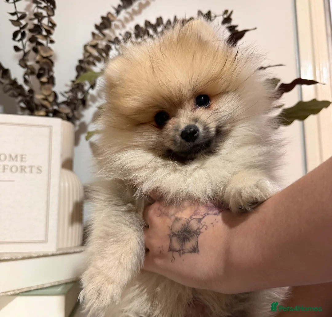 Pomeranian dogs for sale: Tiny Teddy Bear Pomeranian Boys KC Lines - Advert 2