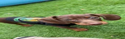 Miniature Dachshund dogs for sale: 15 week old miniature dachshund  - Advert 5