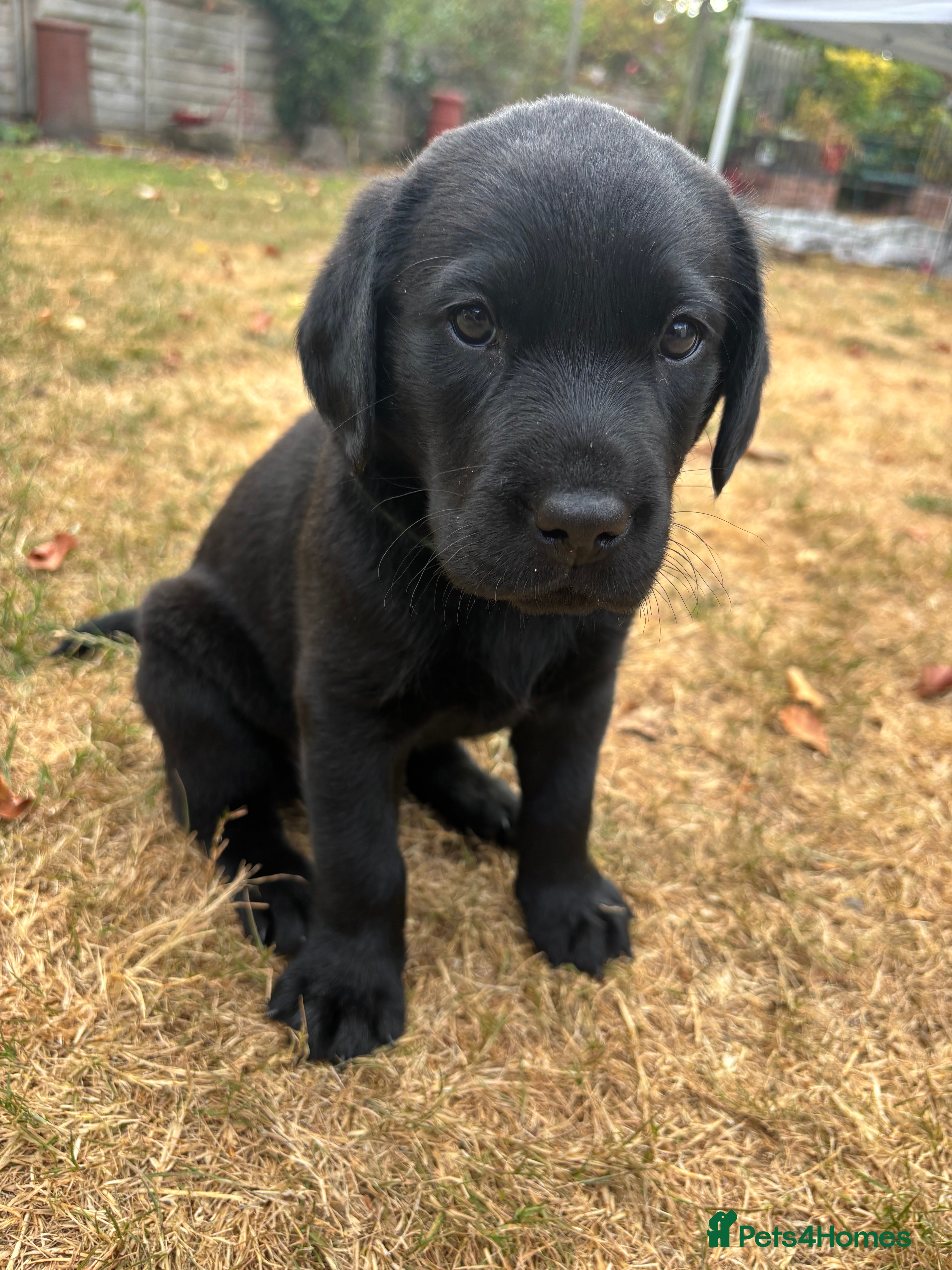 Labrador Retriever dogs Black Labrador puppies KC, dna tests, great scores - Advert 2