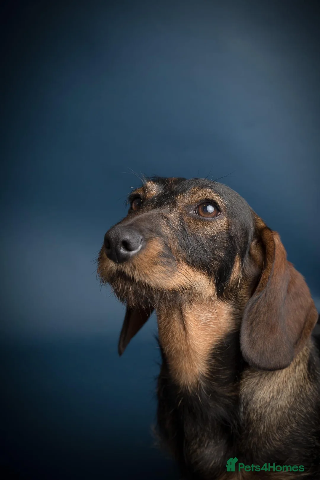 Dachshund dogs for sale: Standard Wire Haired Dachshunds  in Malvern - Advert 1