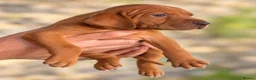 Hungarian Vizsla dogs for sale: 🐾 Beautiful Hungarian Vizsla Puppies For Sale 🐾 - Advert 9