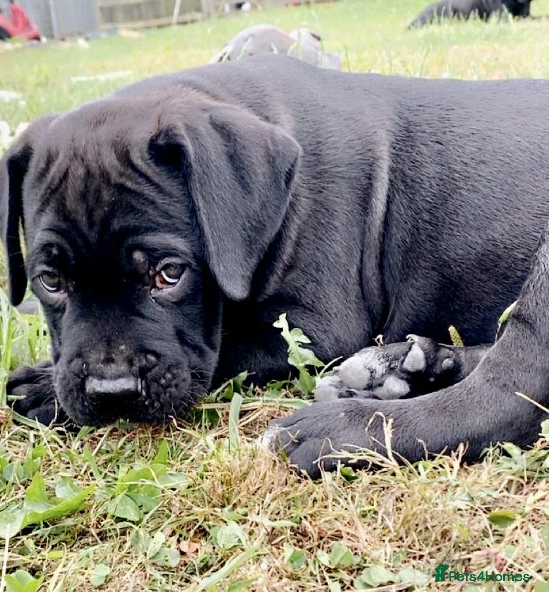Cane Corso dogs for sale: Beautiful cane Corso puppies  - Image 29