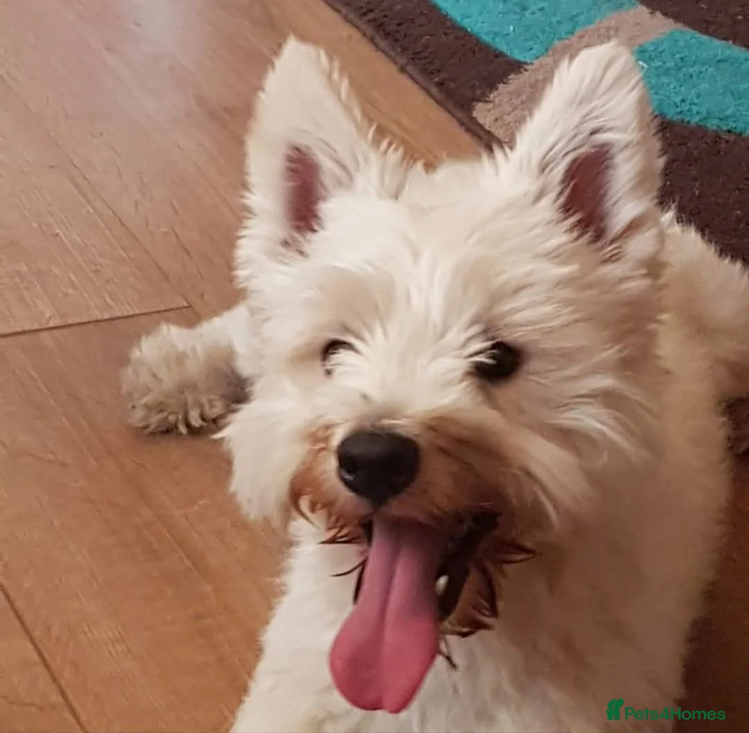 Mixed Breed dogs for sale: Stunning Westiejack Puppies  - Advert 2