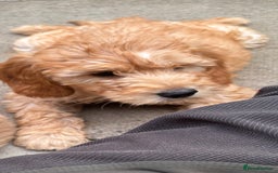 Mini Goldendoodle dogs for sale: F1 miniature golden doodle puppies  - Image 12