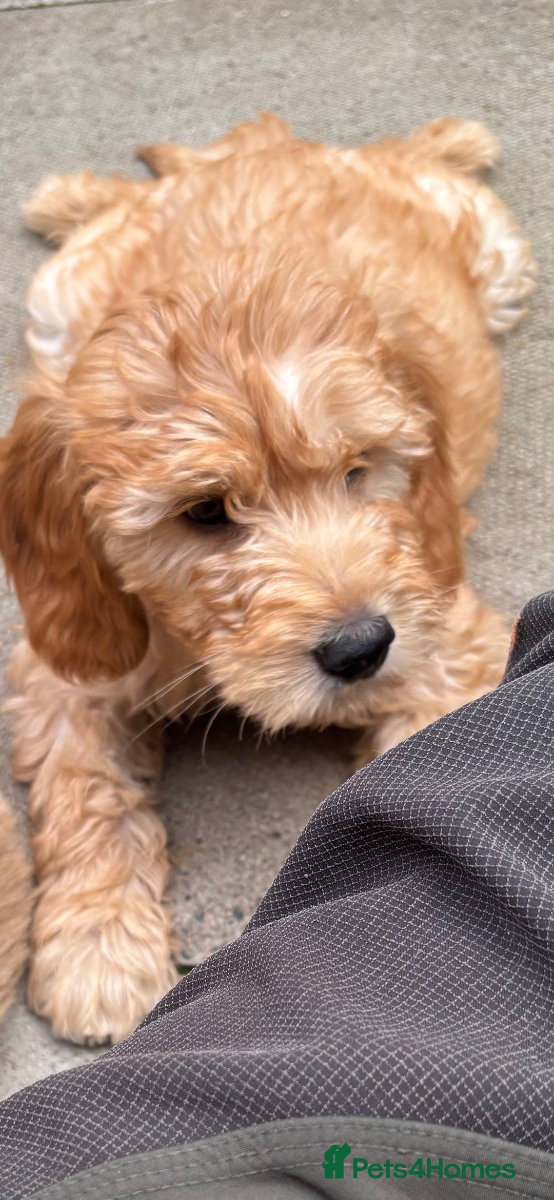 Mini Goldendoodle dogs for sale: F1 miniature golden doodle puppies  - Image 12