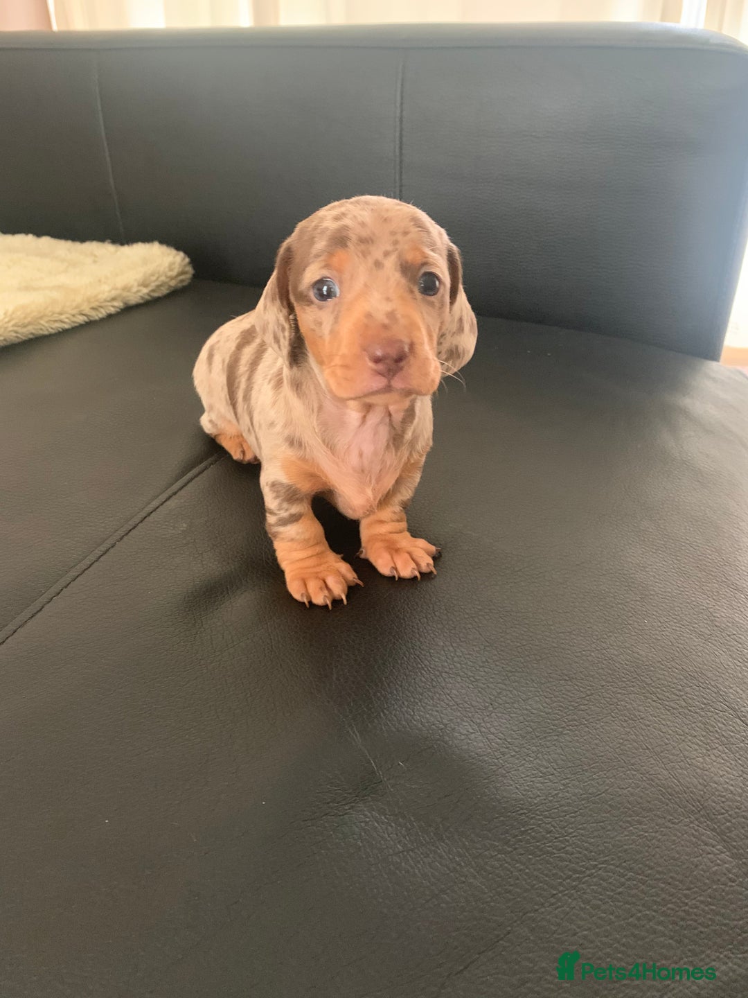 Miniature Dachshund dogs for sale: Pra clear miniature dachshunds - Image 18