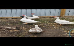 Ducks poultry for sale: Muscovy ducklings  - Image 4