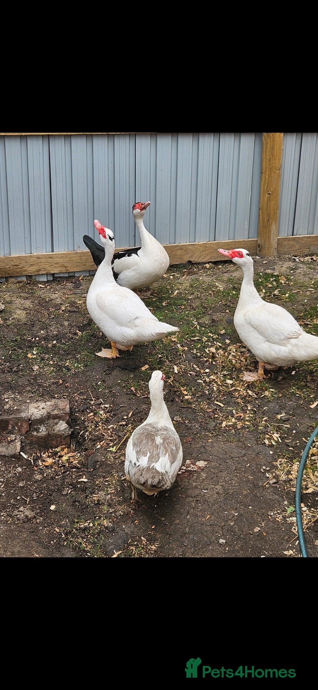 Ducks poultry for sale: Muscovy ducklings  - Image 4