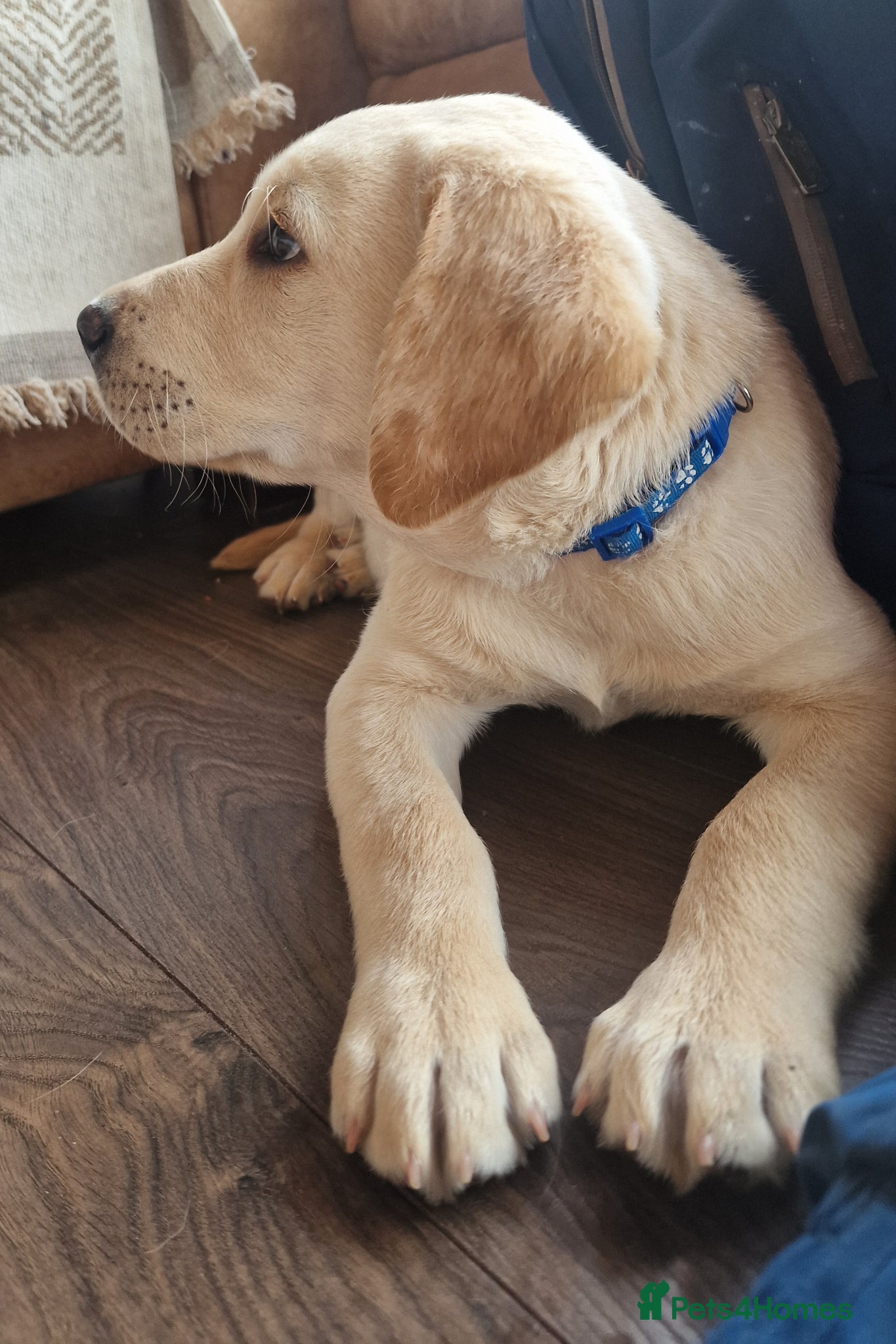 Labrador Retriever dogs Labrador Puppy  💙 Last Boy - Advert 2