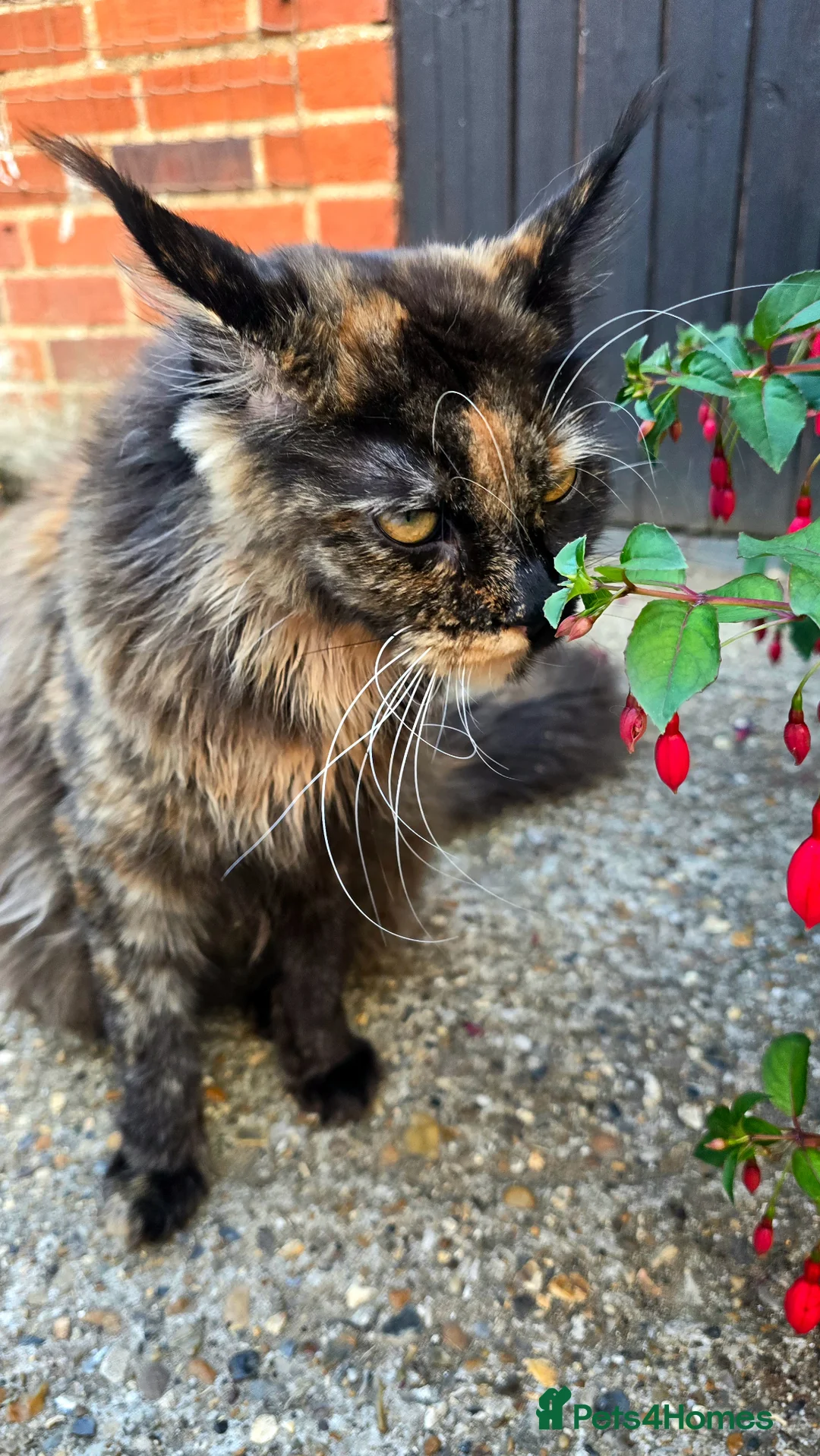 Maine Coon cats for sale: Waiting list now open  - Advert 1