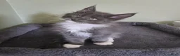 Maine Coon cats for sale: GCCF Registered Maine Coon Kittens  - Advert 15