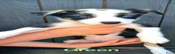 Border Collie dogs for sale: Litter of 6 beautiful male border collie puppies. - Advert 8
