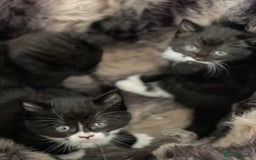 British Longhair cats for sale: British long-haired kittens - Image 11