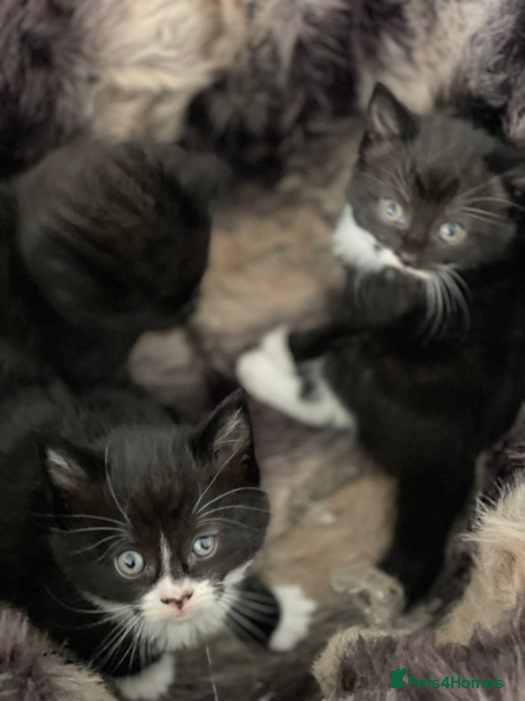 British Longhair cats for sale: British long-haired kittens - Image 11