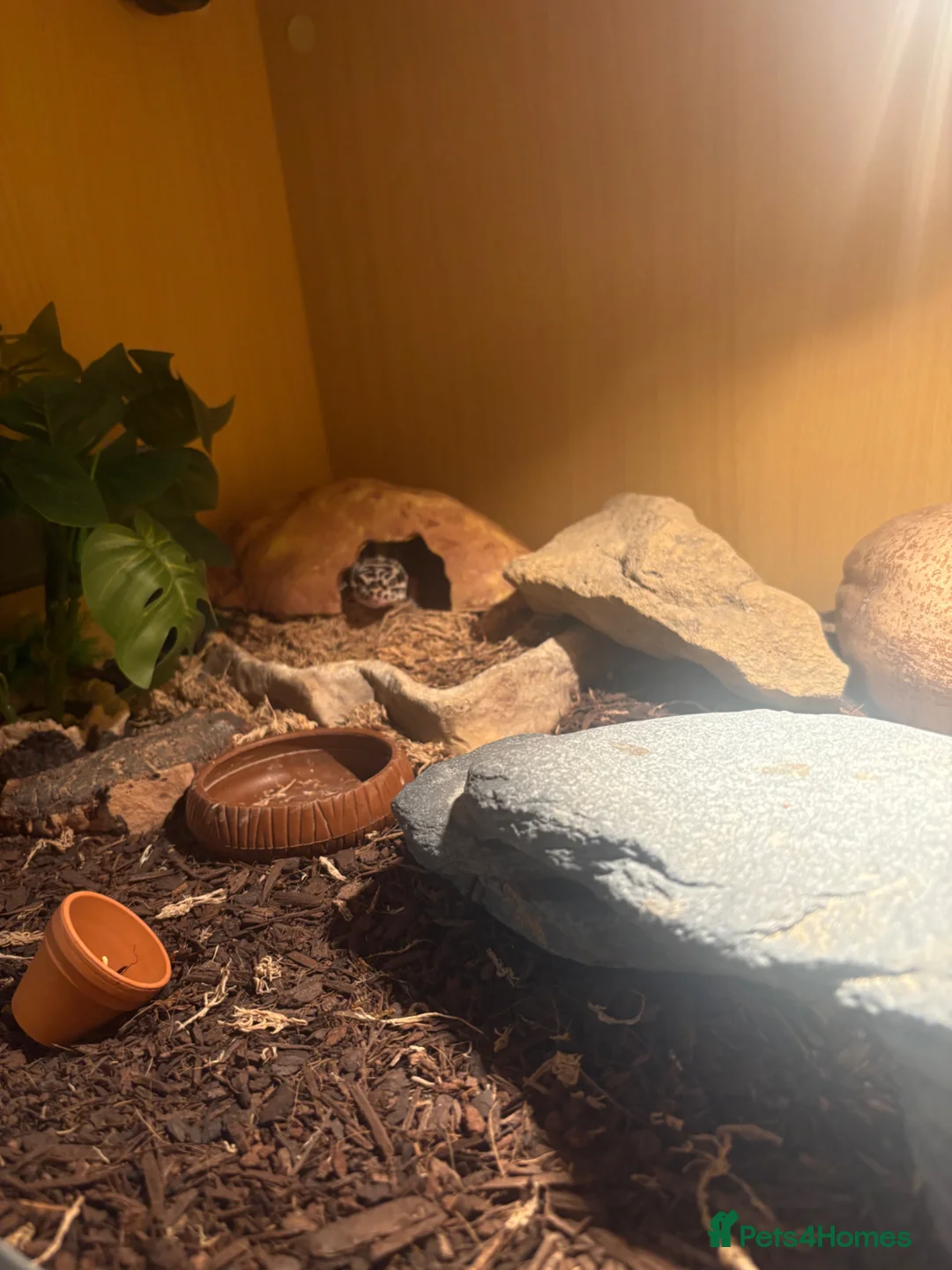 Leopard Gecko reptiles for sale: Leopard Gecko in York - Advert 1
