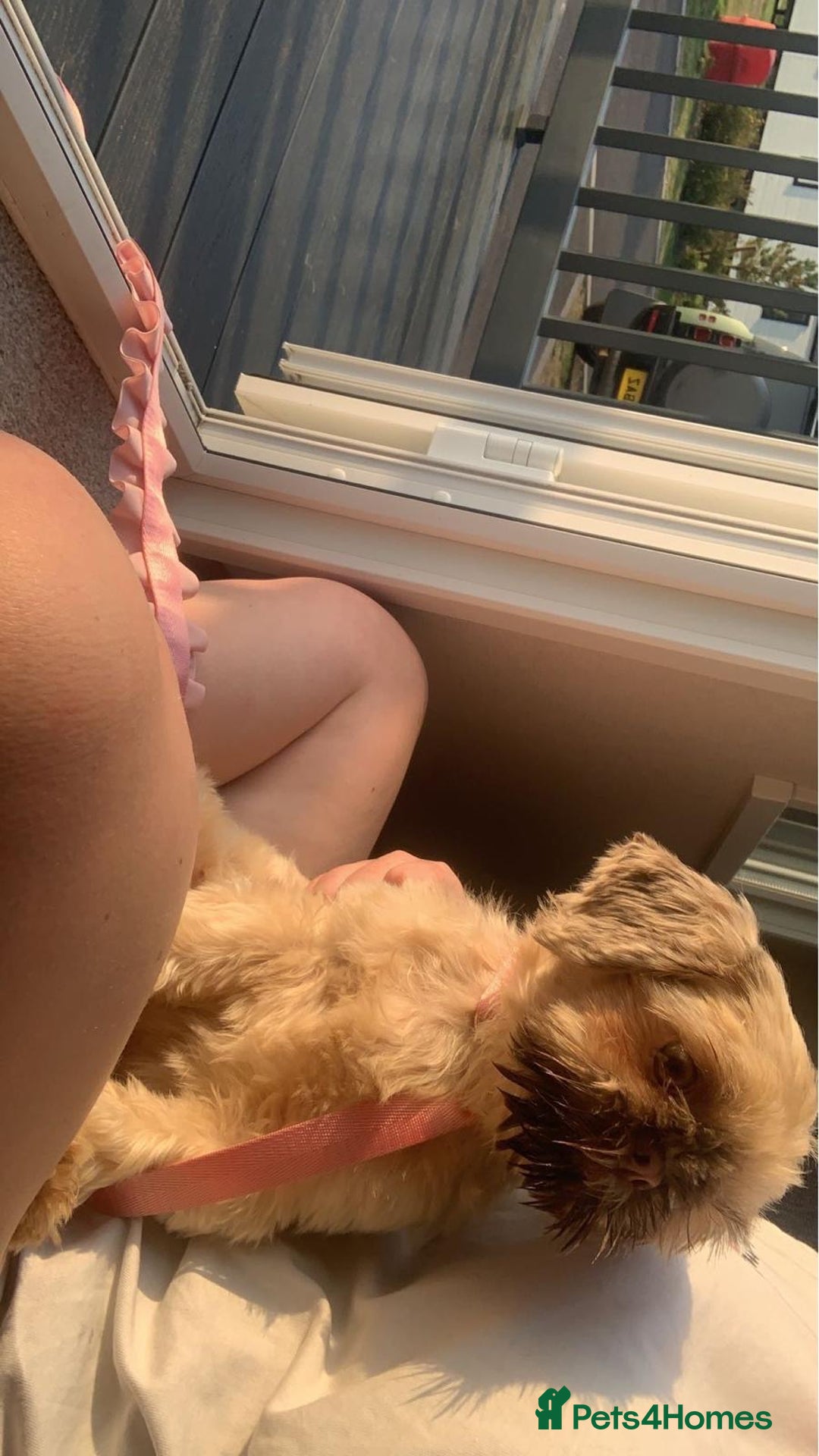 Shih Tzu dogs for sale: Two Female Shihtzu  - Image 5