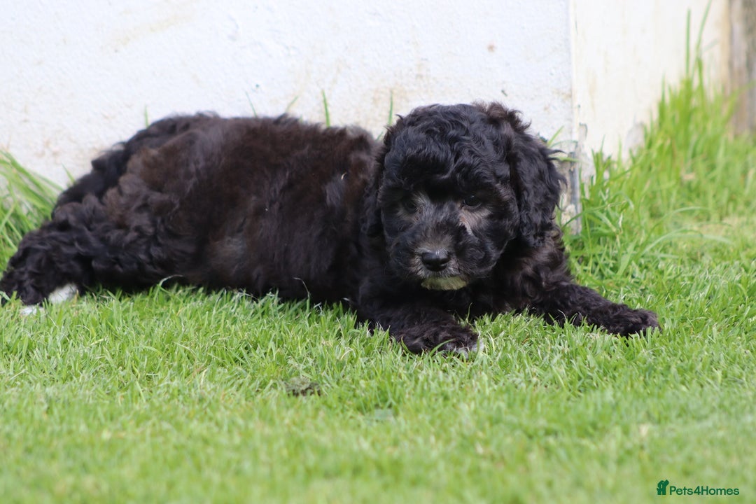 Cavapoochon dogs for sale: Beautiful Cavapoochon female puppy for sale - Image 4