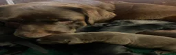 Labrador Retriever dogs for sale: GORGEOUS CHUNKY SHOW LABRADORS PUPPIES - Advert 5