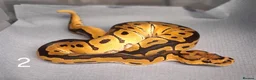 Python Snake reptiles for sale: Hatchling Royal Python's Females  - Advert 1