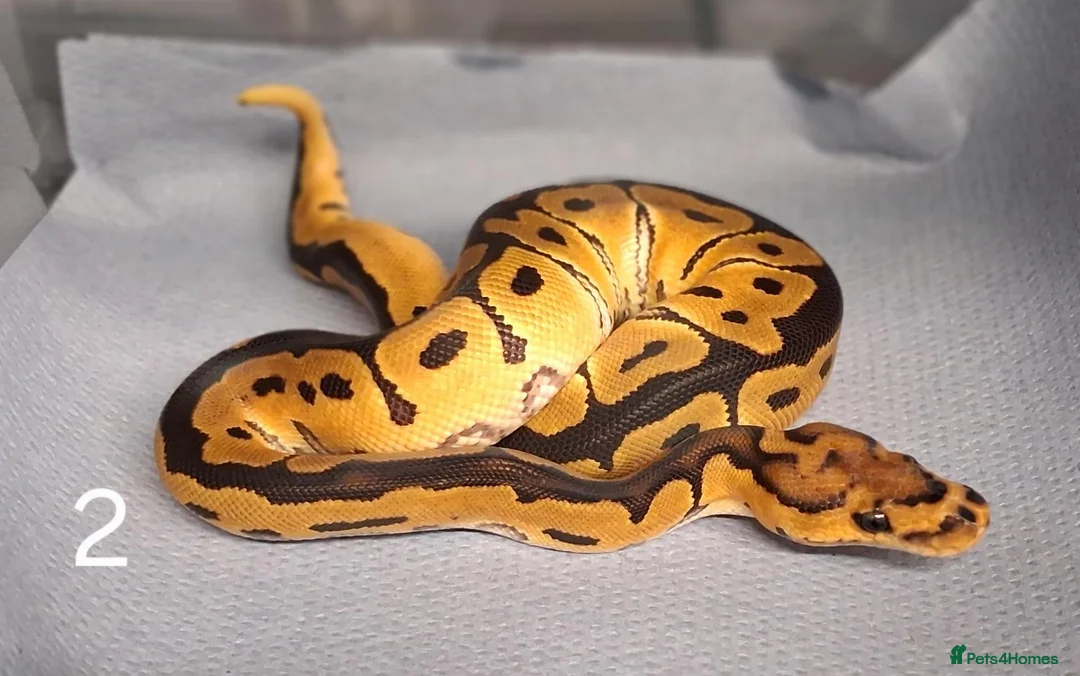 Python Snake reptiles for sale: Hatchling Royal Python's Females  - Advert 1