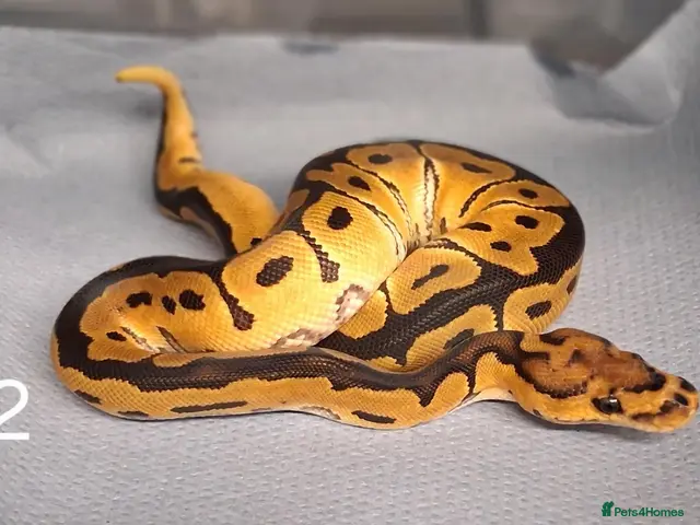 Python Snake reptiles for sale: Hatchling Royal Python's Females - Advert 1