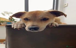 Mixed Breed dogs for sale: Lovely Lab/Podengo mix - Image 2