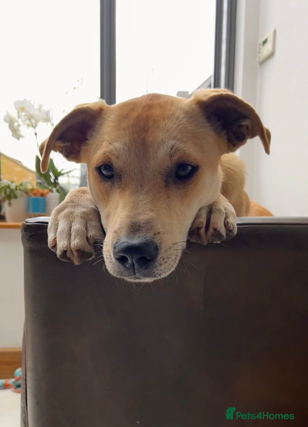 Mixed Breed dogs for sale: Lovely Lab/Podengo mix - Image 2