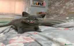 Himalayan cats for sale: 3 kittens Himalayan x Scottish fold Ready now - Image 33
