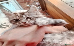 Maine Coon cats for sale: Maine coon ative purebred pedigre in Barnsley - Image 9