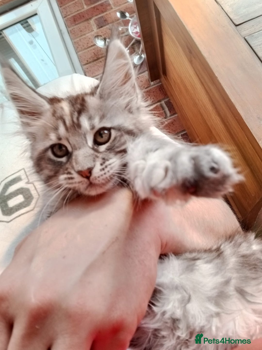 Maine Coon cats for sale: Maine coon ative purebred pedigre in Barnsley - Image 9