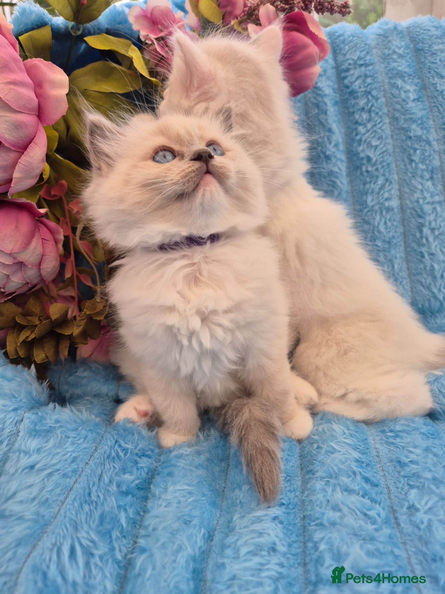 Ragdoll cats Ragdall Gccf Bicolour/Mitted ChampionBloodlines - Advert 4