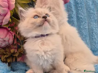 Ragdoll cats Ragdall Gccf Bicolour/Mitted ChampionBloodlines - Advert 4