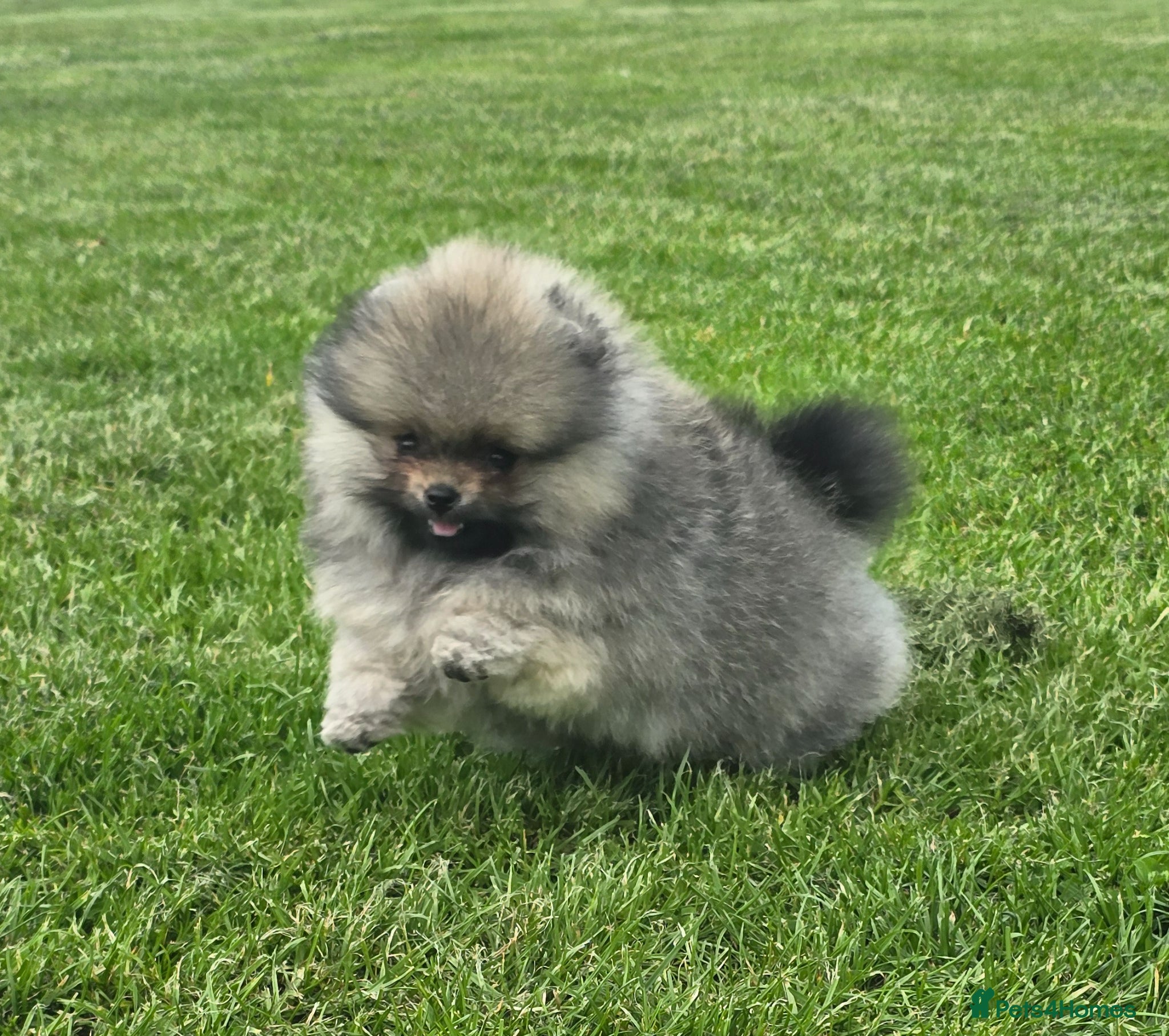 Pomeranian dogs *Beautiful pedegree pomeranian pups* - Advert 7