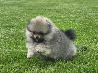 Pomeranian dogs *Beautiful pedegree pomeranian pups* - Advert 7