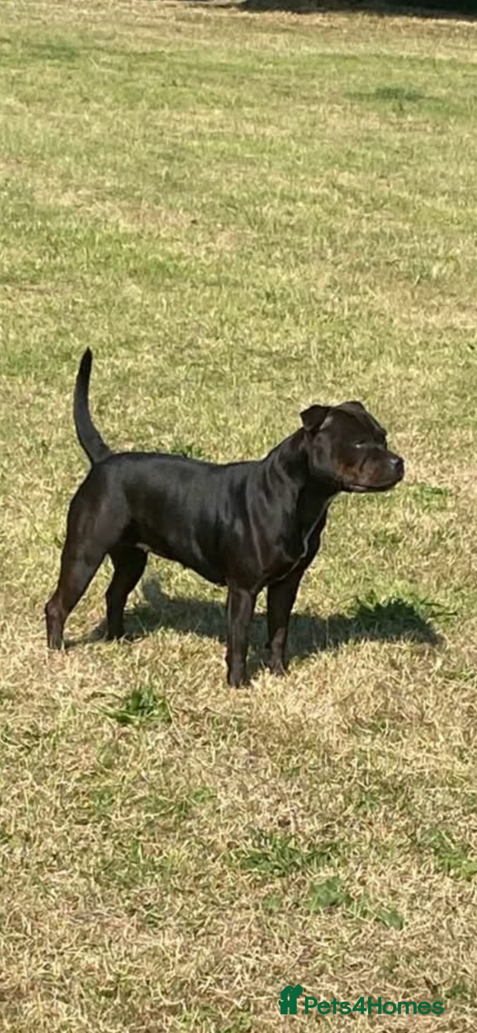 Staffordshire Bull Terrier dogs Staffordshire bull terrier 1 boy left  😍 - Advert 1