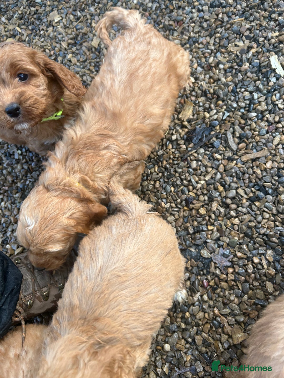 Cockapoo dogs for sale: Cockapoo puppies f1 gorgeous little babys - Advert 36