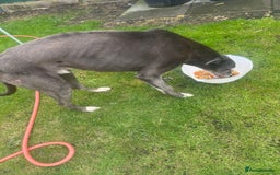 Lurcher dogs for sale: Lurches for sale  - Image 18