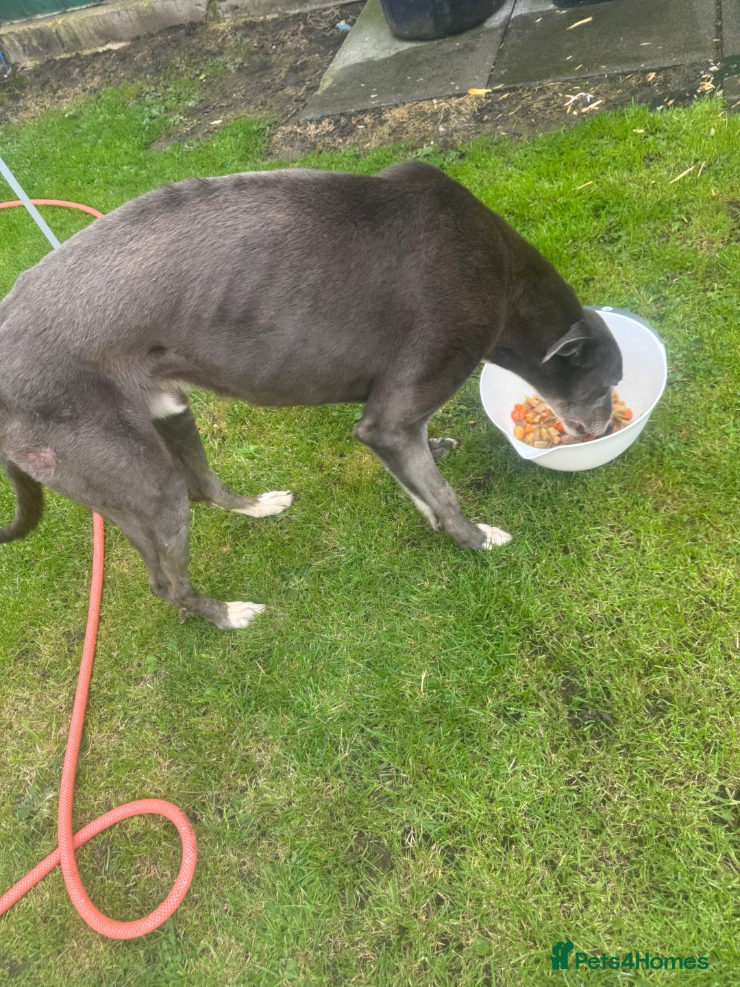 Lurcher dogs for sale: Lurches for sale  - Image 18