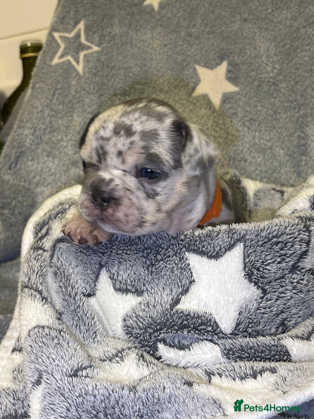 French Bulldog dogs for sale: FRENCH-BULLDOG LITTER  - Advert 22