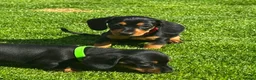 Miniature Dachshund dogs for sale: Gorgeous KC reg miniature dachshund puppies  - Advert 6