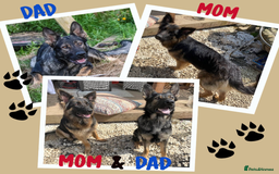 German Shepherd dogs for sale: Playful German Sheperds Puppies for sale!!! - Image 9