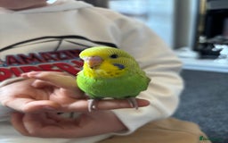 Budgerigars birds for sale: Hand reared tame baby budgies - Image 7