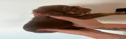 English Bulldog dogs for sale: 🍫Outstanding choc English bulldogs 🌟⭐️⭐️ - Advert 36