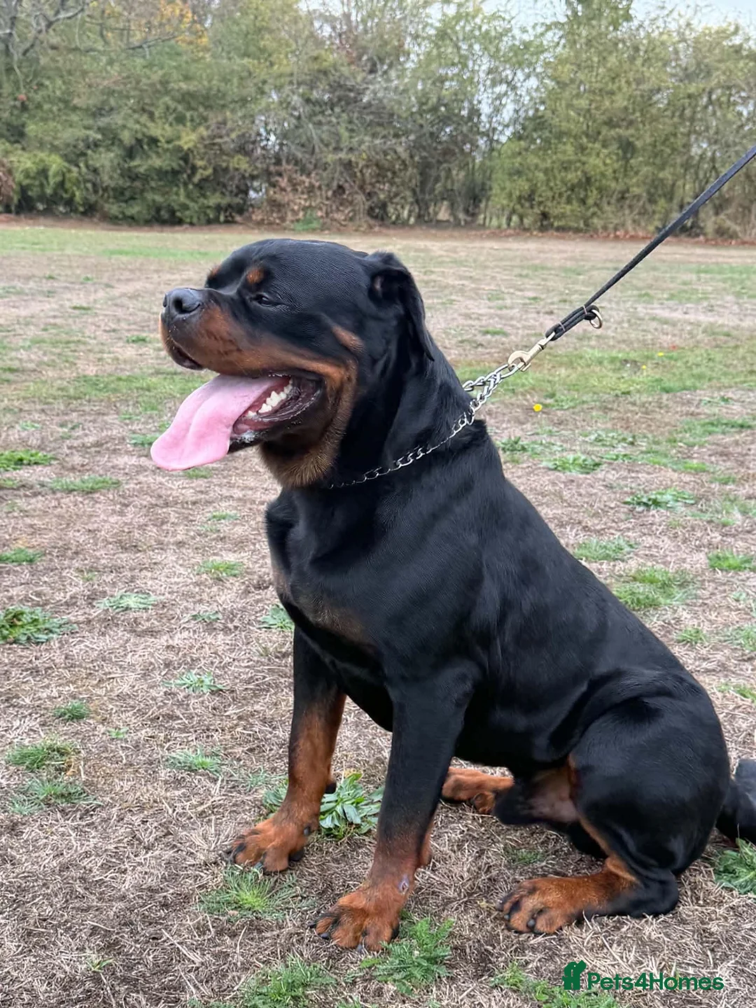 Rottweiler dogs for stud: Stunning 2-Year-Old Rottweiler Stud  - Advert 1