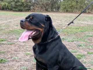Rottweiler dogs Stunning 2-Year-Old Rottweiler Stud - Advert 4