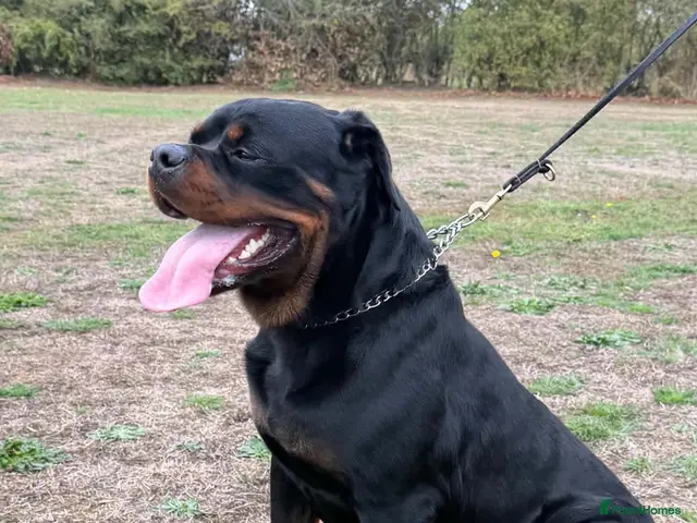 Rottweiler dogs Stunning 2-Year-Old Rottweiler Stud - Advert 2