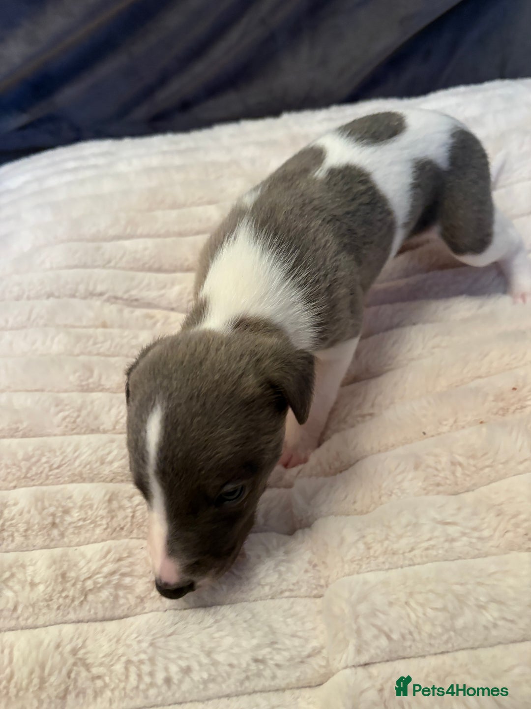 Whippet dogs for sale: Whippet Puppies - Advert 24