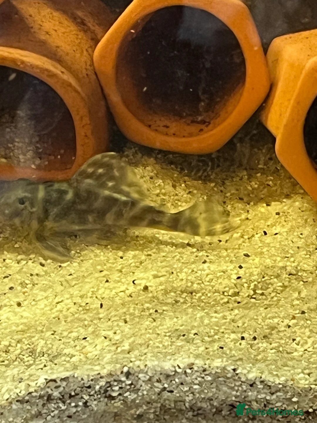 Plecos fish for sale: L333 Gurupa Rare! 9 adults. Pairs also available.  - Advert 16