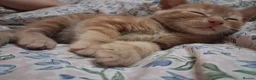 Mixed Breed cats for sale: Beautiful Kittens Mixed breed - Advert 4